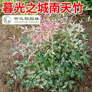 暮光之城南天竹造景植物红宝石湾流青柠檬火焰南天竹室外好养绿植