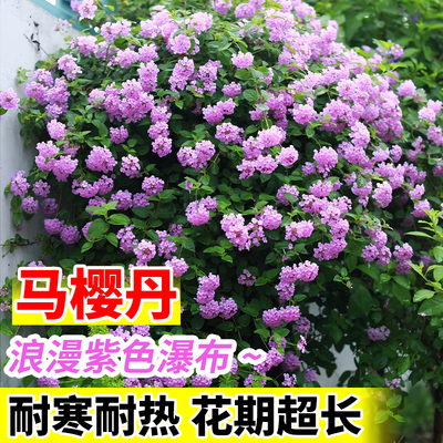 马樱丹盆栽浪漫紫色瀑布超长花期好养易活庭院阳台公园五色梅花卉