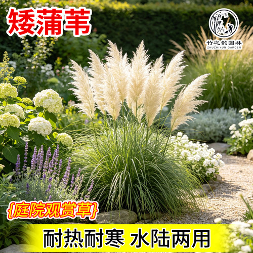 矮蒲苇盆栽陆地水生观赏植物
