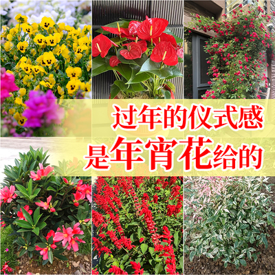 年宵花系列组合花卉新年氛围感植物杜鹃花一品红客厅阳台好养绿植