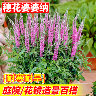 玫红穗花婆婆纳宿根盆栽新手好养耐寒植物庭院阳台室内外绿植花卉