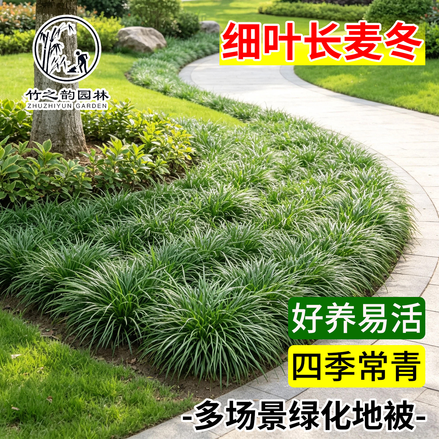 细叶麦冬庭院绿化沿边植耐阴耐寒长麦冬草四季常青草坪工程绿化苗图片