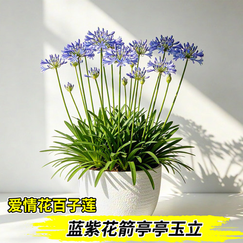 百子莲大苗庭院耐热花卉好养易活