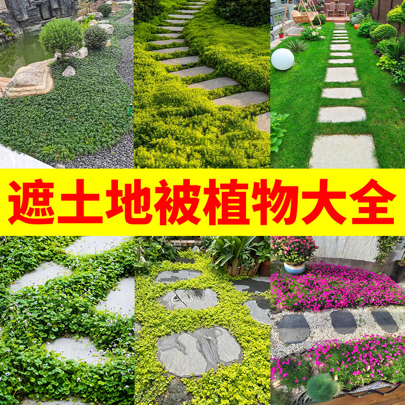 翠云草盆栽情人草成都发货图片