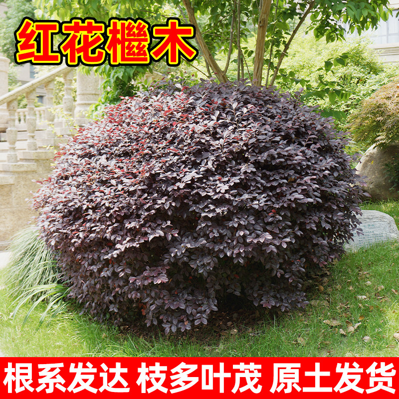 红花继木球花园植物多年生园林绿化红花檵木植物大型造景色块苗