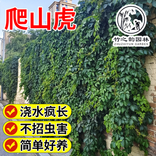 爬山虎绿植精品大苗油麻藤多年生爬藤护坡植物室外庭院绿篱墙植物