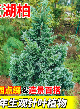 蓝湖柏树苗盆栽蓝色波尔瓦造景百搭四季常青新手好养易活庭院别墅