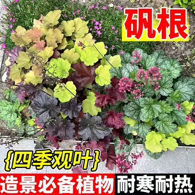 矾根花苗盆栽庭院阳台花卉植物