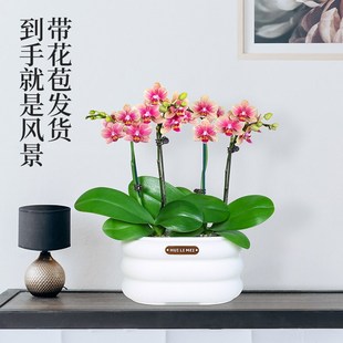 蝴蝶兰盆栽开花带花带花苞多花剑成品发货办公室高档绿植花卉兰花