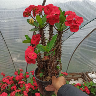 常年开花四季花卉大叶大花虎刺梅铁海棠庭院楼顶老桩镇宅大盆栽