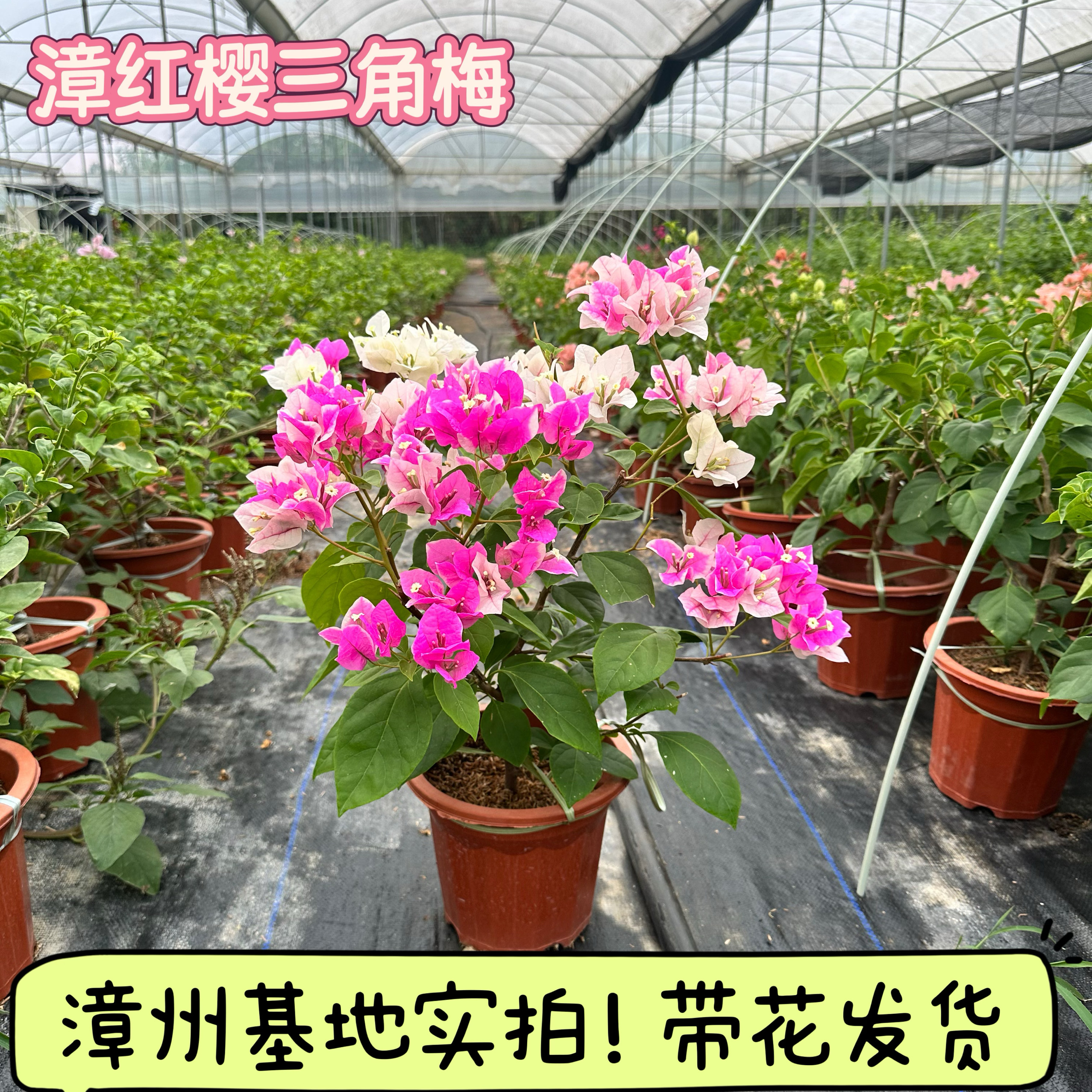 漳红樱三角梅盆栽勤花带花高飘枝大苗盆栽可爬藤高飘庭院阳台好养
