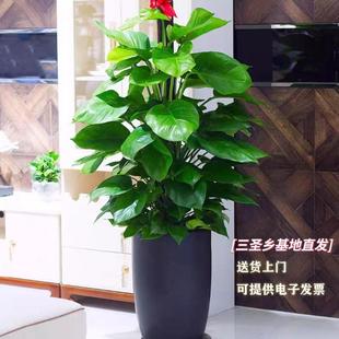 大叶绿萝大型室内绿植盆栽客厅办公室绿色植物花卉新房除甲醛成都