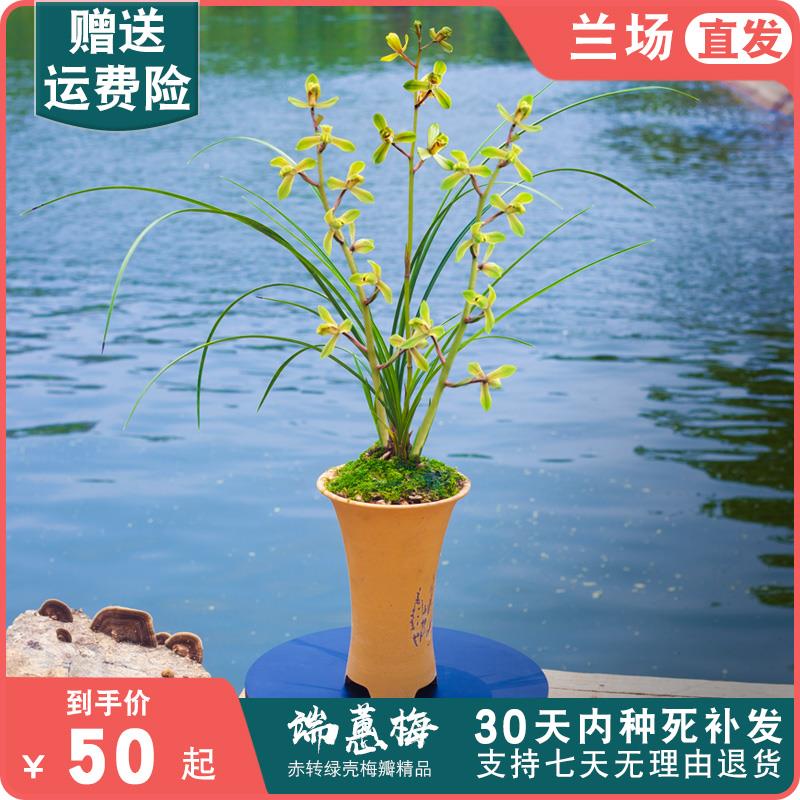 【端蕙梅】兰花惠兰名贵盆栽花卉绿植浓香兰花苗带花苞室内细叶