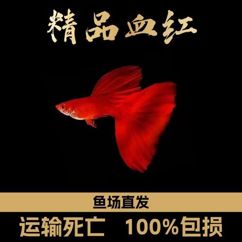 孔雀鱼活体鱼苗观赏鱼热带全红孔雀淡水好养耐活小缸可养小型凤尾