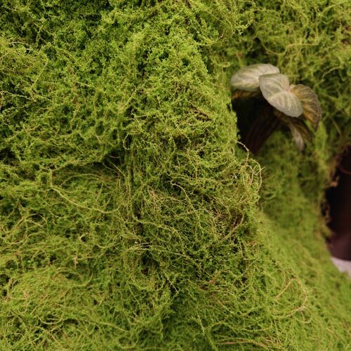 仿真草坪青苔草皮植绒椰丝苔藓绿植造景装饰橱地面盆景展示
