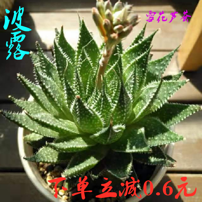 波露多肉植物雪花芦荟室内办公室电脑桌面防辐射绿植盆栽降价