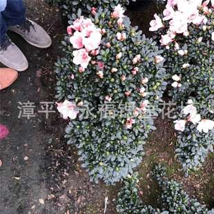 粉色小桃红杜鹃 悬崖式造型杜鹃花大片和小片年销杜鹃