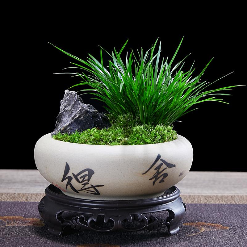 金钱菖蒲黄金姬虎须附石假山水培植物盆景花卉微景观微型盆栽