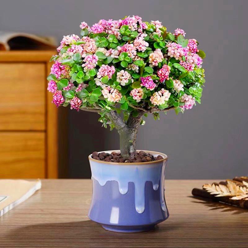 云南直发高级精品大老桩金枝玉叶多肉植物室内阳台美观防辐射盆栽