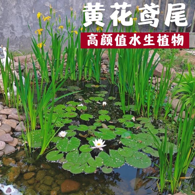 黄菖蒲水生植物美人蕉河道