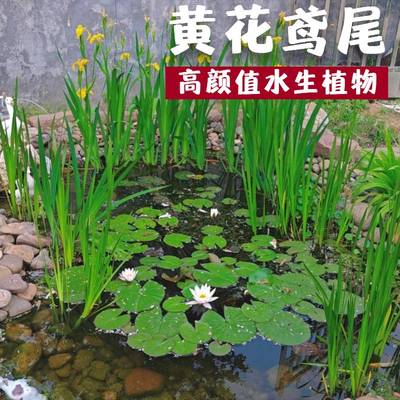 黄菖蒲水生植物美人蕉河道