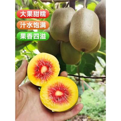 猕猴桃树果苗公母同株南北方种植