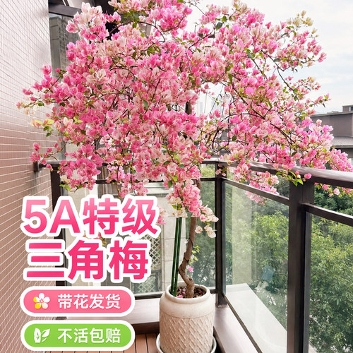 四季开花阳台爬藤三角梅带花苞