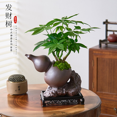 奇趣发财树盆栽室内好养植物