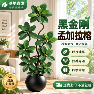 孟加拉榕树客厅大型盆栽真植物