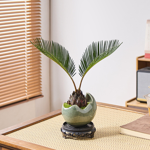 铁树盆栽植物室内好养花卉茶桌禅意绿植桌面迷你创意苏铁中式盆景