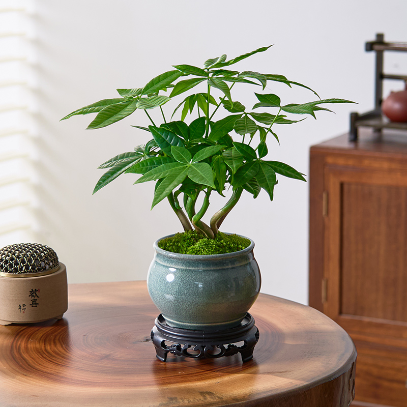 禅意风绿植奇趣发财树盆栽陶瓷办公室客厅植物桌面盆景招财摆件