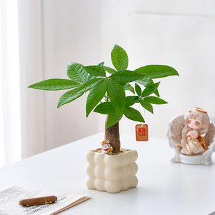 粗杆发财树盆栽花卉办公桌绿植室内盆景招财植物旺宅步步高升摆件