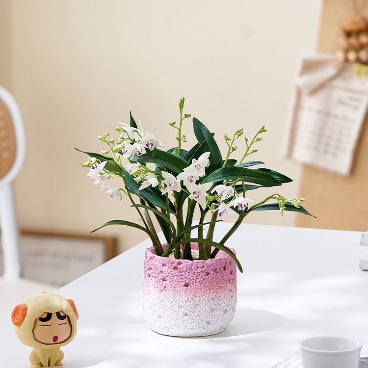白花石斛兰盆栽办公室内桌面淡香花卉植物四季好养活会开花绿植