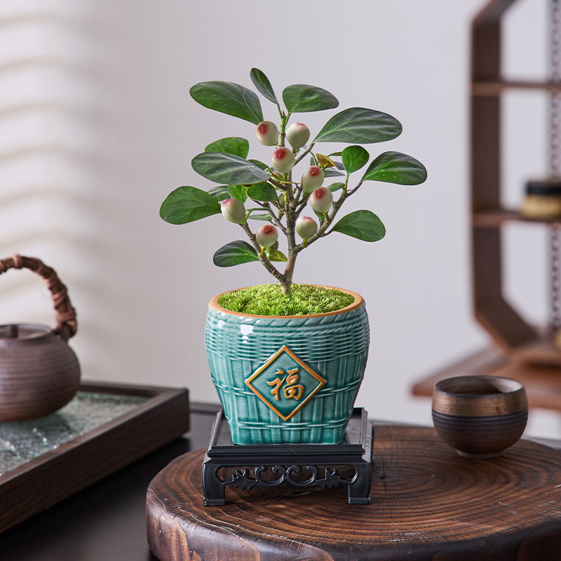 小盼菩提盆栽植物室内客厅桌面带果好养绿植中式禅意盆景净化空气