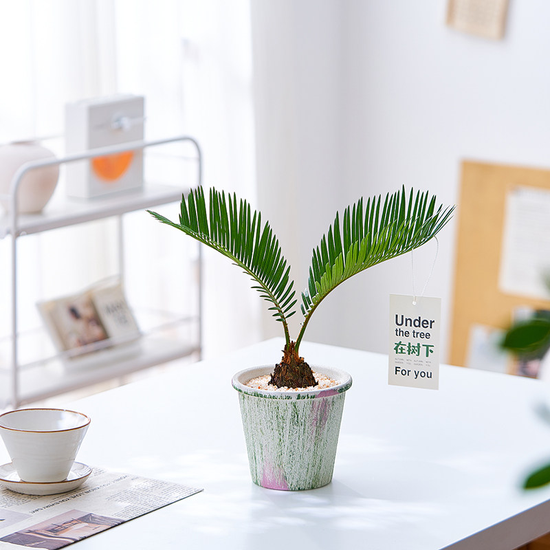 铁树盆栽植物室内好养花卉茶桌禅意绿植桌面迷你创意苏铁小盆景,鲜花速递/花卉仿真/绿植园艺,大型绿植/成品组合盆栽,淘宝优惠券,粉丝福利购,淘宝优惠卷