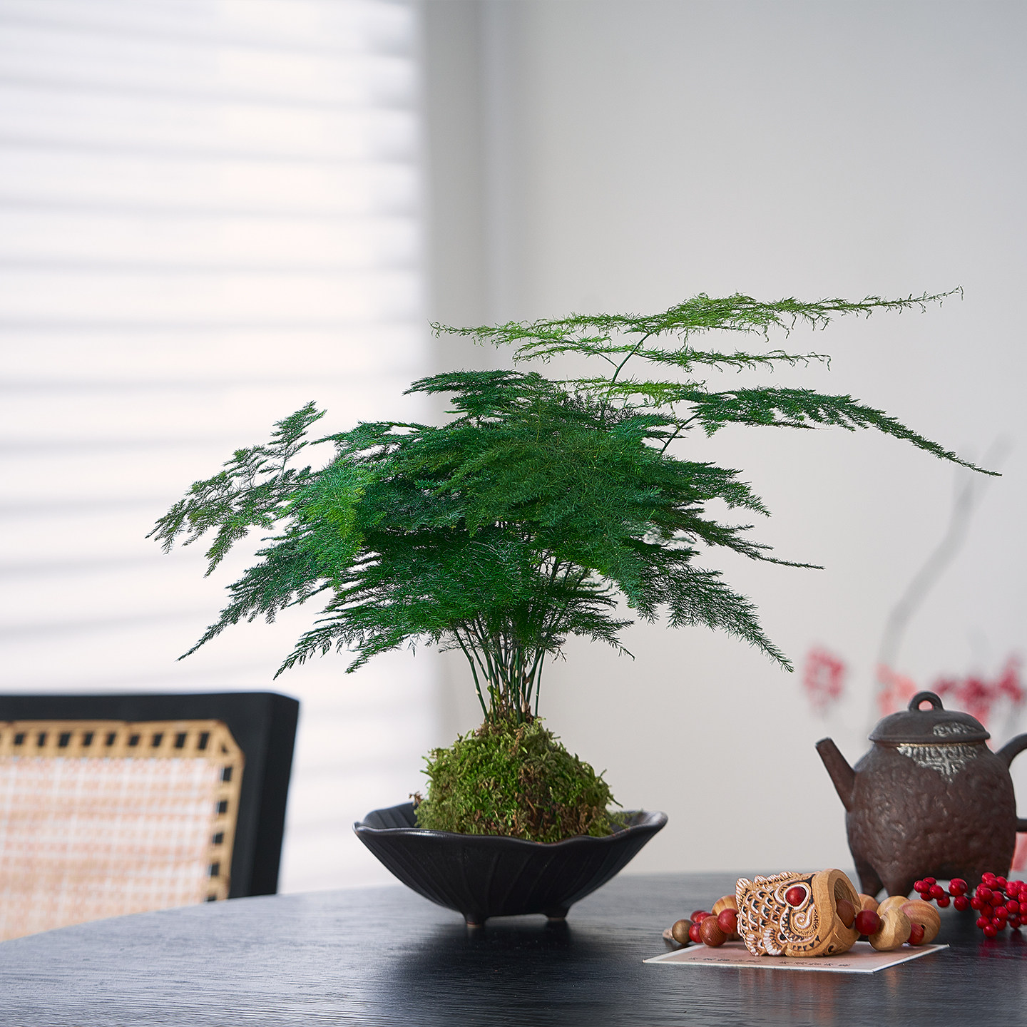 文竹苔藓球盆栽客厅工位桌面净化空气中式禅意好养活易护水培绿植