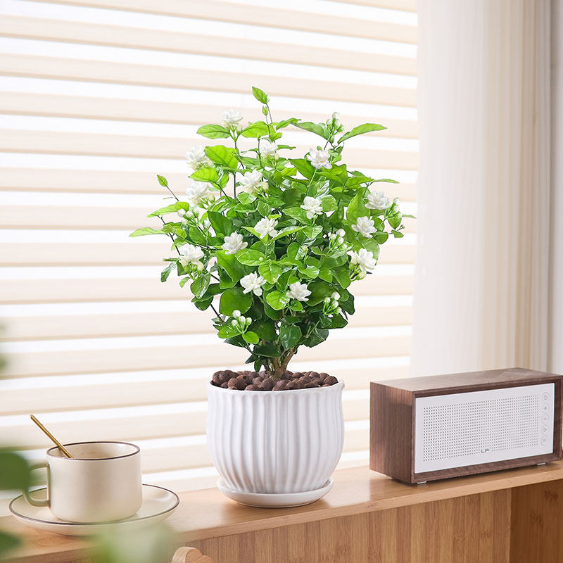 茉莉花盆栽四季好养特级浓香型花卉室内阳台庭院会开花驱蚊植物,鲜花速递/花卉仿真/绿植园艺,造型盆景,淘宝优惠券,粉丝福利购,淘宝优惠卷
