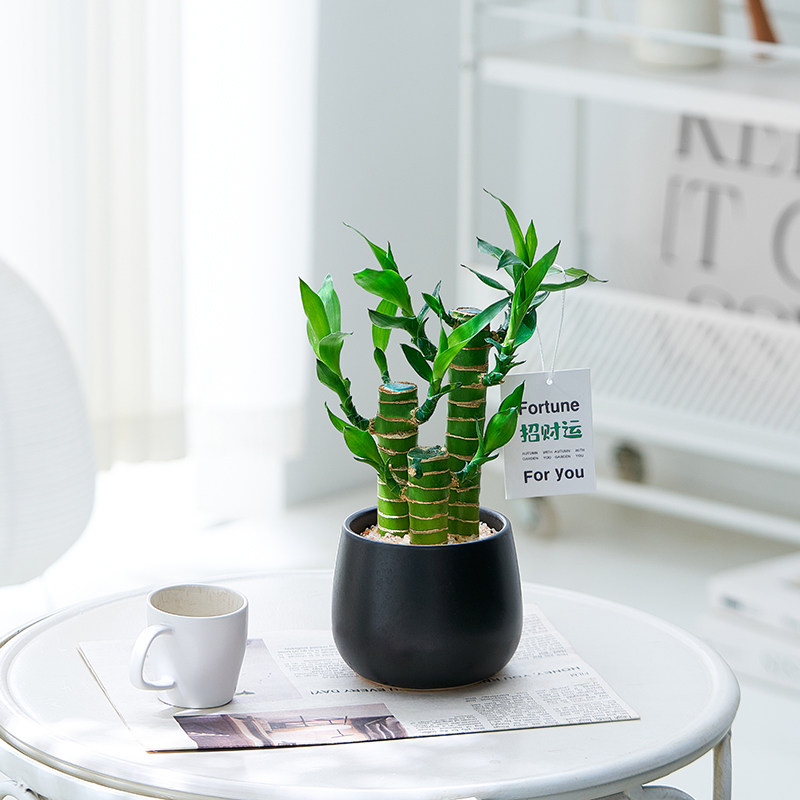 富贵竹桌面转运小盆栽文昌竹四季常青办公室招财绿植好养送礼摆件,鲜花速递/花卉仿真/绿植园艺,大型绿植/成品组合盆栽,淘宝优惠券,粉丝福利购,淘宝优惠卷