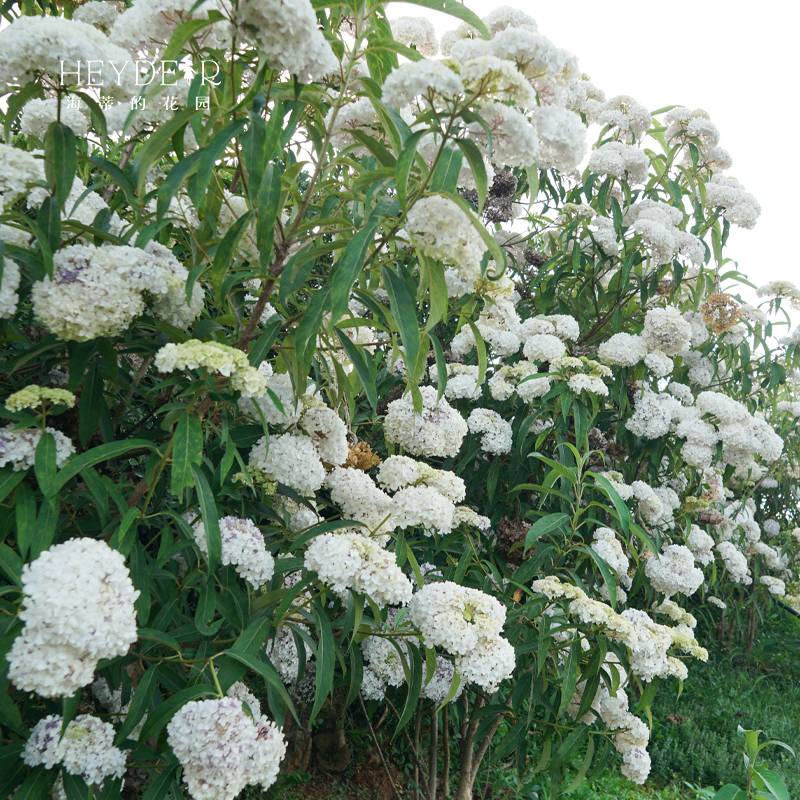 海蒂的花园 绣球金山新品木绣球庭院花境景观花卉植物花期长