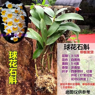石斛盆栽带花苞带板栽好铁皮盆栽叠鞘金钗球花石斛兰花卉绿植