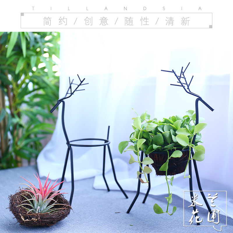 空气凤梨绿指甲懒人无土植物小鹿底座 创意家居新奇绿植盆栽花卉