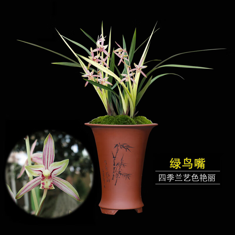 【绿鸟嘴】粉色浓香四季建兰一年多华室内绿植花卉盆栽