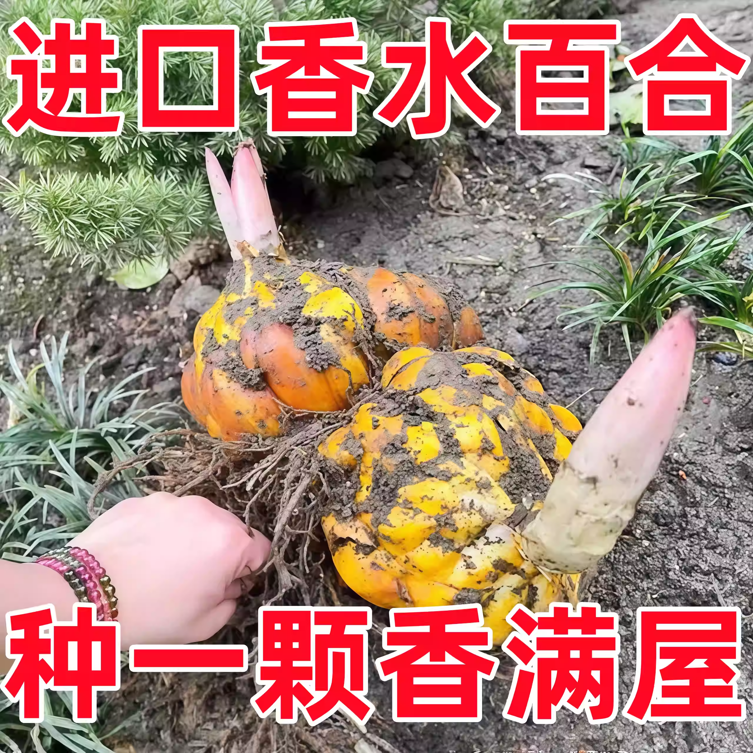 进口香水百合种球带芽大球重瓣浓香型多季开花盆栽室内外植物