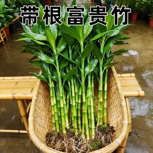 富贵竹水培植物粗杆节节高好养易活观音竹室内绿植客厅招财转运竹