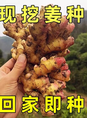 老品种正宗小黄姜嫩姜仔新鲜生姜农家老姜自种土黄姜种姜月子现挖