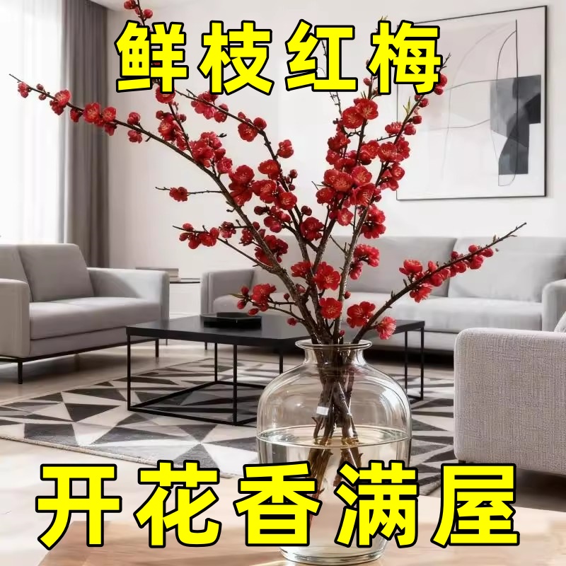 水培花卉红梅鲜枝腊梅枝条干枝室内植物秋冬季耐寒耐冻梅花盆栽