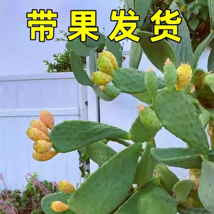水果仙人掌当年结果食用型宝塔红果种植黄大刺米邦塔仙人掌火龙果