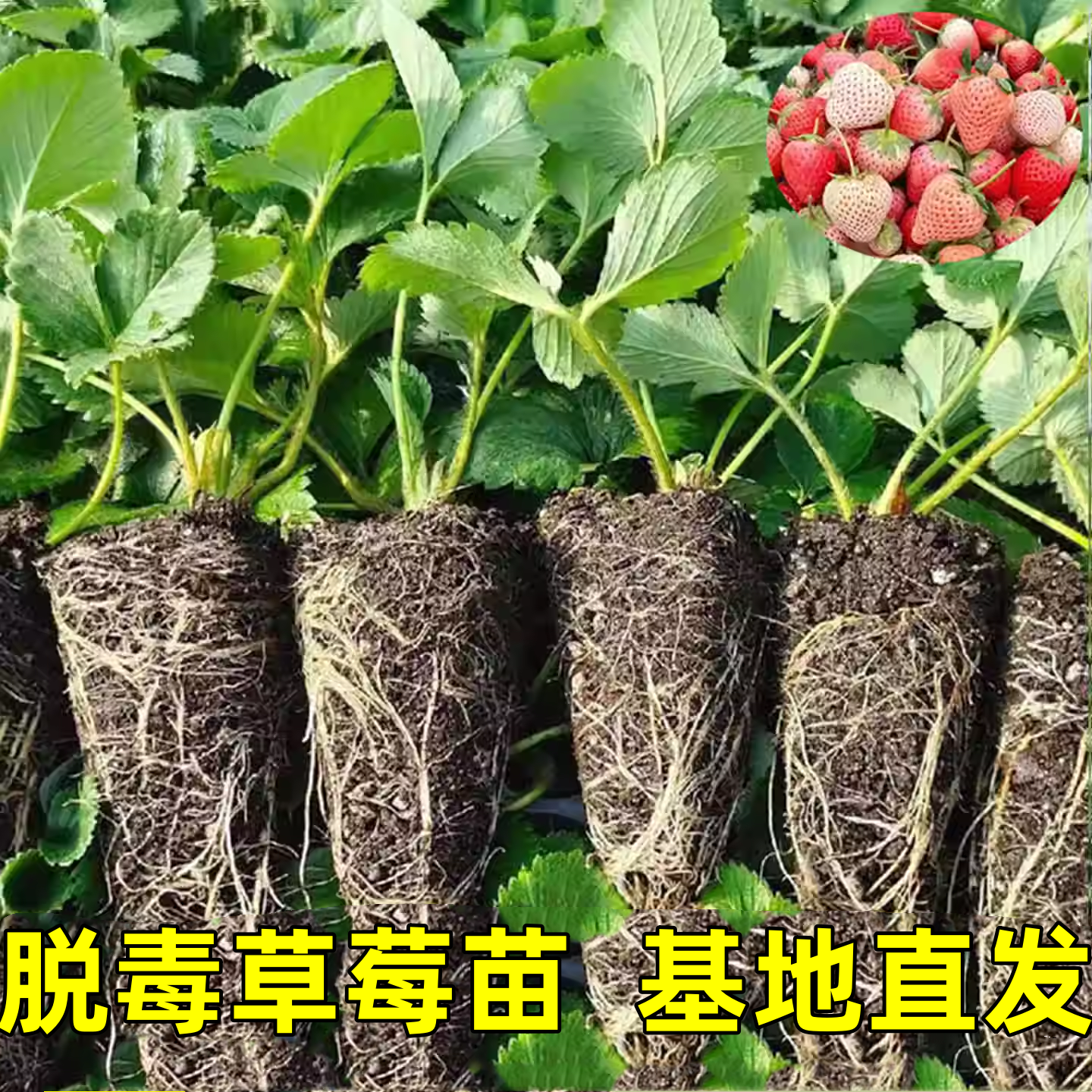 奶油草莓苗盆栽带花带果带土种籽子红颜四季结果阳台种植新苗苗秧