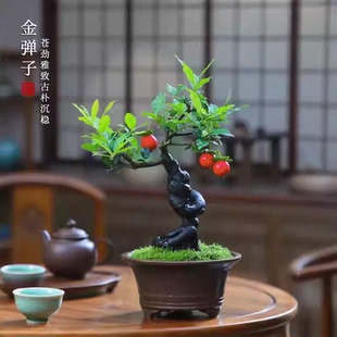 四川小叶金弹子观果盆景公母同株造型观果盆景小苗母桩练手母带