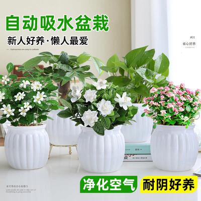 黄金葛桌面箩绿植发财树室盆栽0608栀子花办公内植花卉多肉水物培